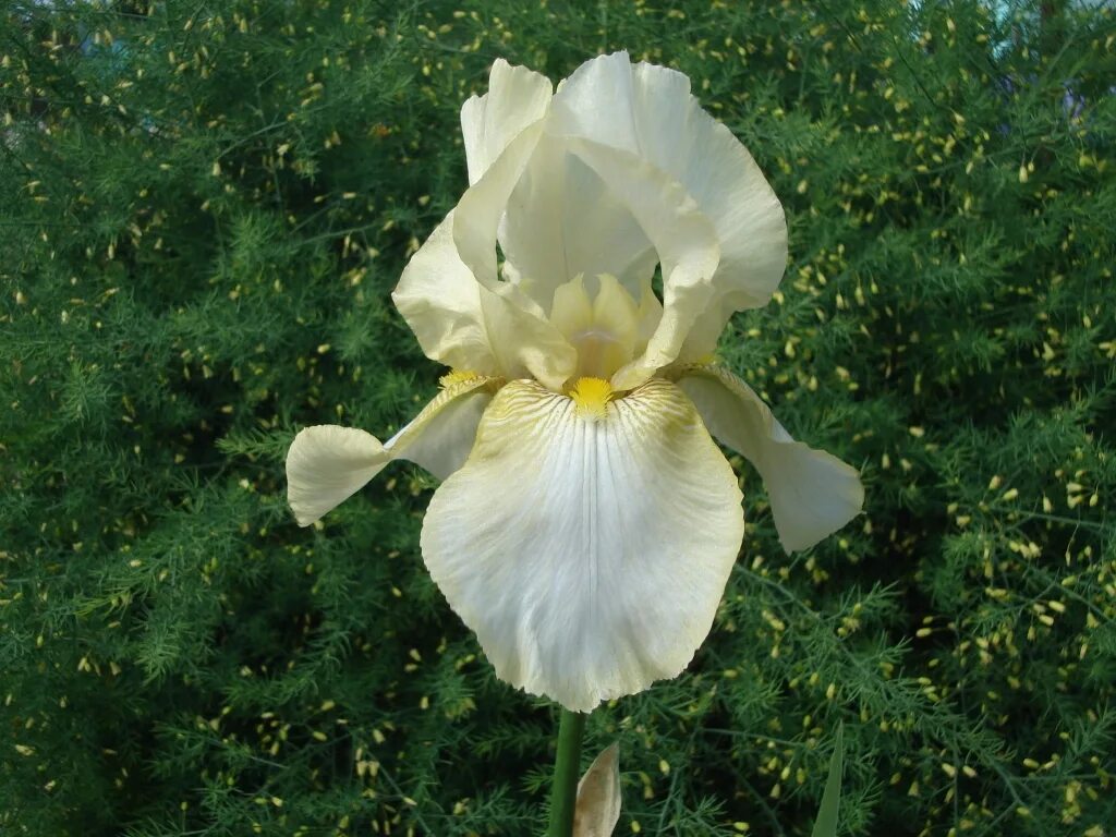 ирис фото врачей. ирис воронеж. ирис sultan's palace. ирис luxuriant lothario. цветы воронежского заповедника.