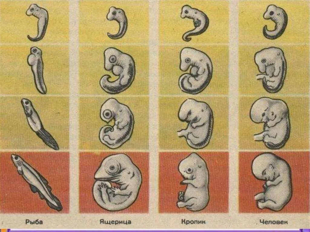 Формирование органов человека. Зародыши позвоночных на разных стадиях развития. Эмбрионы позвоночных животных на разных стадиях развития. Развитие эмбриона позвоночных стадии. Сходство зародышей человека и позвоночных животных.