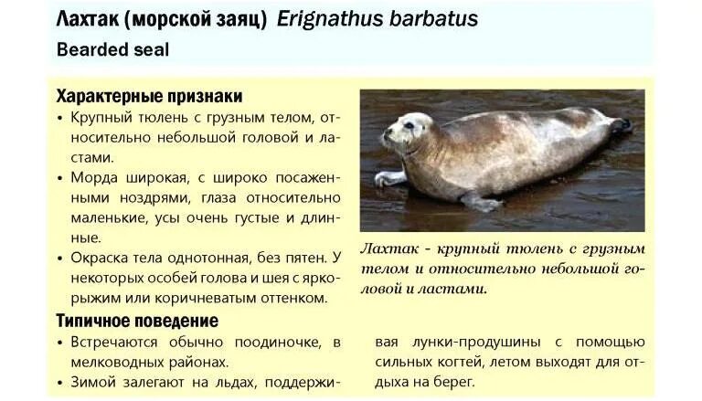 Карское море: климат, где находится на карте, глубина, флора и фауна, экология