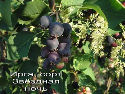 Ирга для подмосковья лучшие