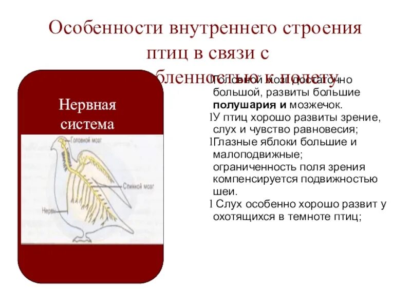 Особенности внутреннего строения птиц. Особенности внутреннего строения птиц связанные. Особенности внутреннего строения птиц связанные с полетом. Класс птицы внутреннее строение.