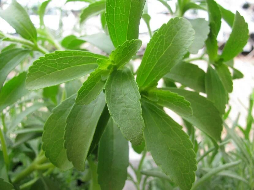 Какие листья сладкие. Stevia rebaudiana растение. Стевия медовая. Стевия рассада. Стевия медовая рассада.