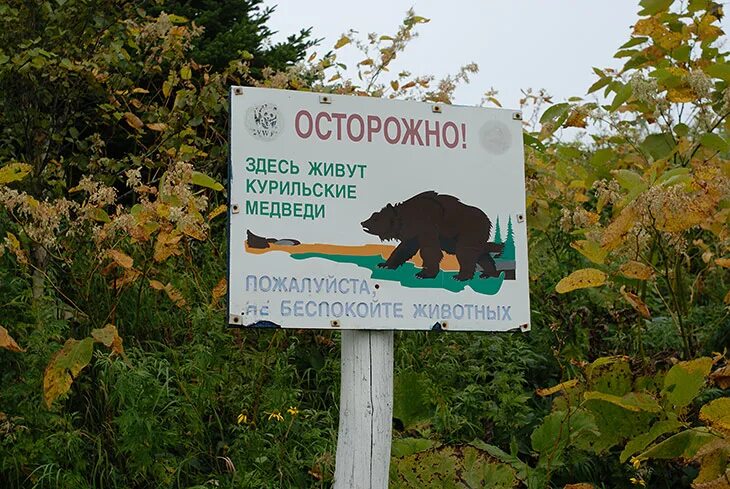 Медвежонок осторожно. Осторожно медвежонок осторожно. Табличка осторожно медведи. Осторожно, медведь!. Памятка осторожно медведь.