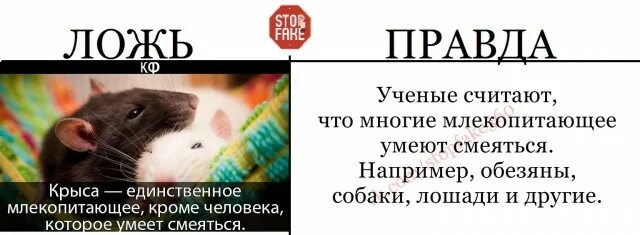 Дайте посмеяться битва за время. Борьба с фейками. Как бороться с фейками. Борьба с фейками картинки. Крысы умеют смеяться.