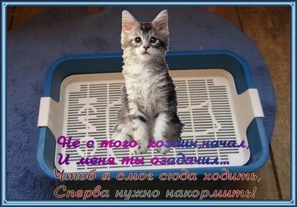 Лоток для котенка 1 месяц. Лоток для котят 2 месяца. Как приучить котёнка к лотку легко и быстро. Приучить котенка к лотку быстро. Котенку 2 месяца как приучить к лотку