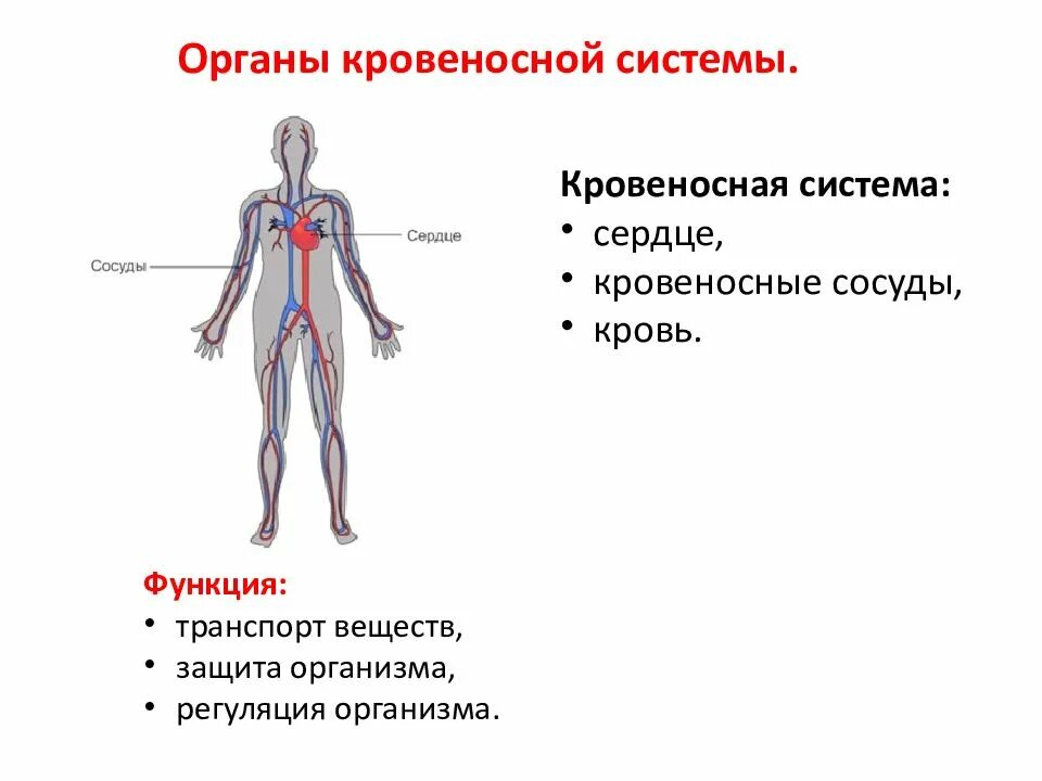 Кровеносная система состоит из ответы. Из чего состоит кровеносная система человека. система органов кровеносная система органы. органы кровеносной системы схема. строение кровяной системы человека.