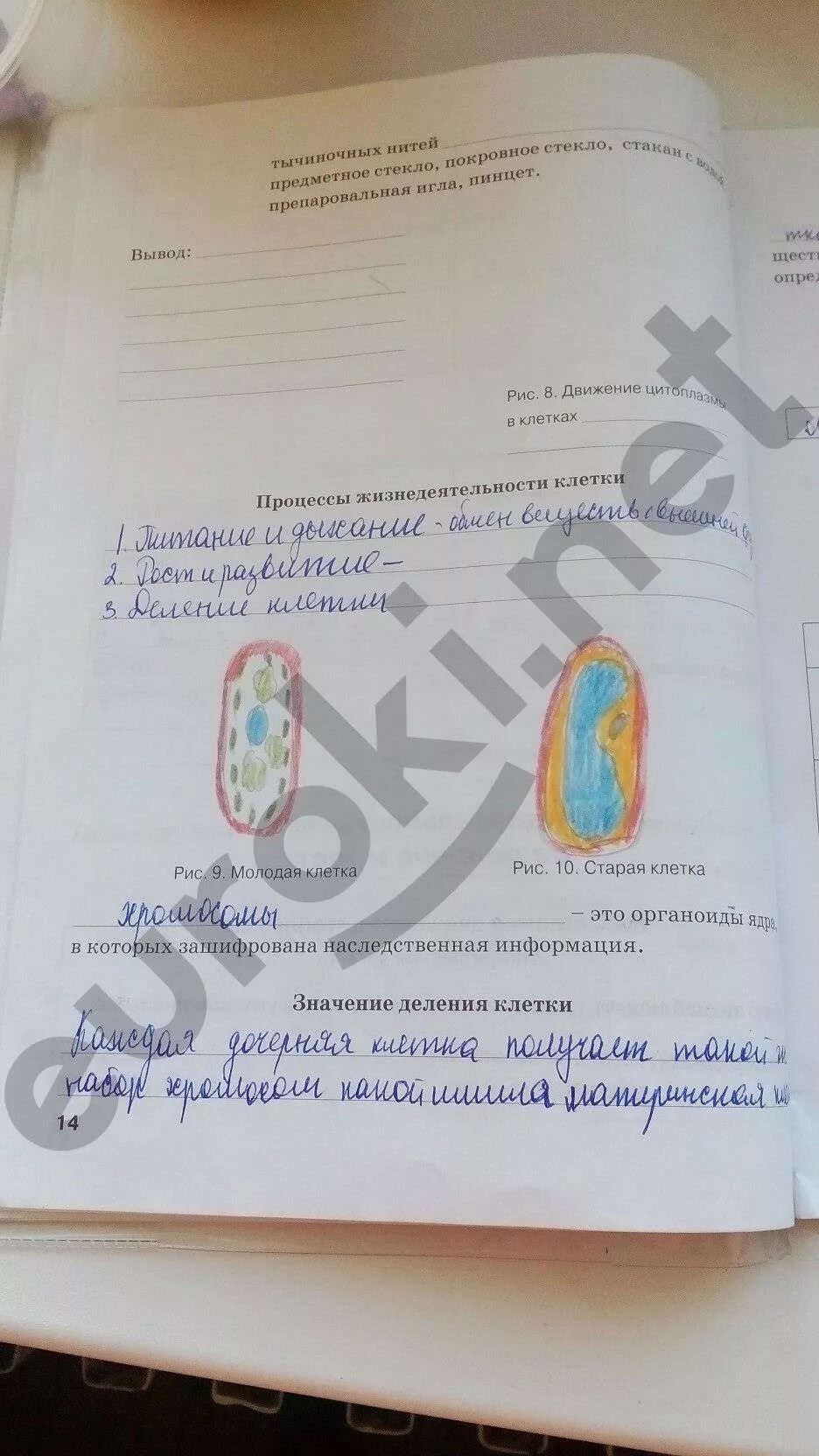Биология рабочая тетрадь страница 14. Биология рабочая тетрадь 10 класс лисов. Тетрадь по биологии егэ. Умк биология сивоглазов плешаков дрофа. Животные.