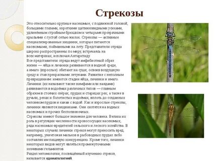 Для стрекозы характерно