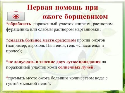Помощь при ожоге борщевиком