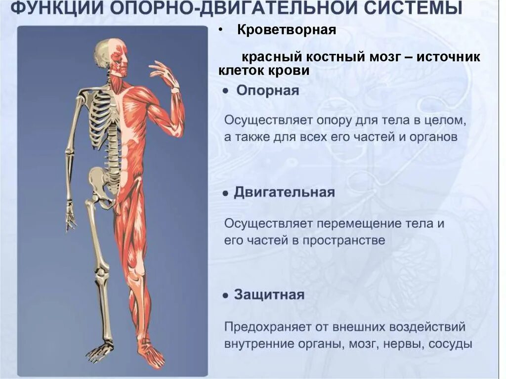 Опорно двигательная система какие функции. Опорно двигательная система скелет человека анатомия. Особенности строения опорно-двигательной системы. Анатомия Ода опорно-двигательного аппарата. Структурная часть опорно двигательной системы человека.