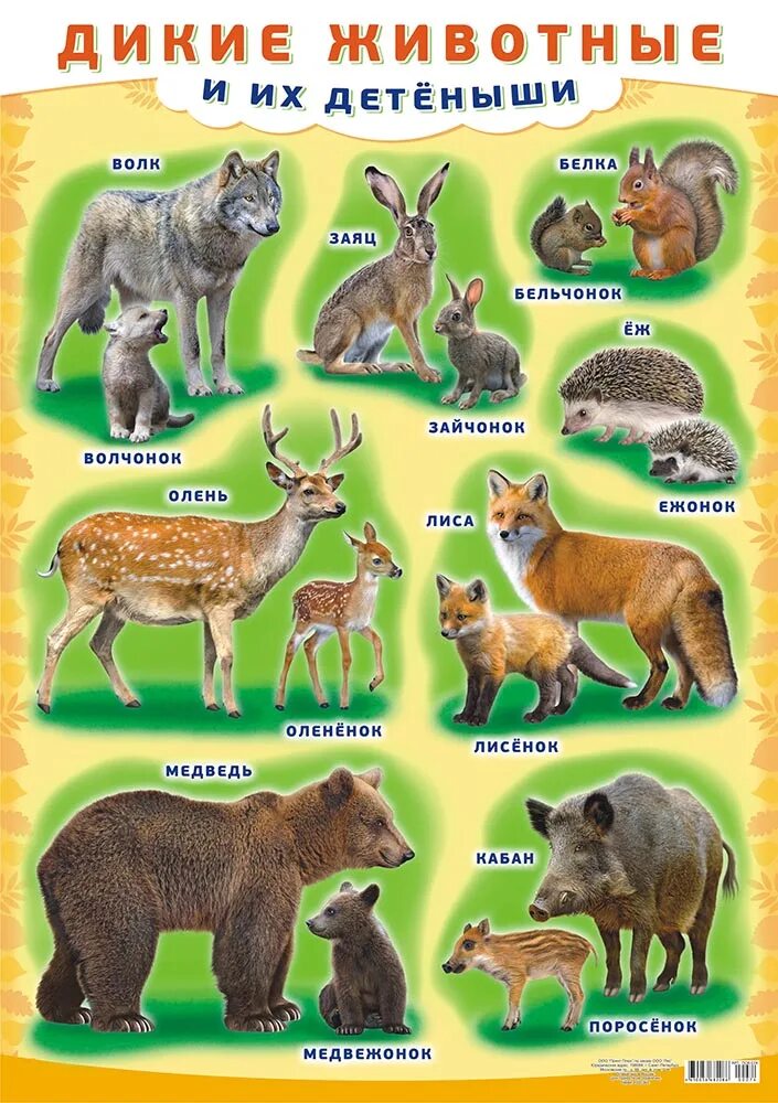 Моя семья и звери читать. Плакат "Дикие животные". Дикие животные и их Детеныши. Диких животных для детей. Дикие животные для детей.