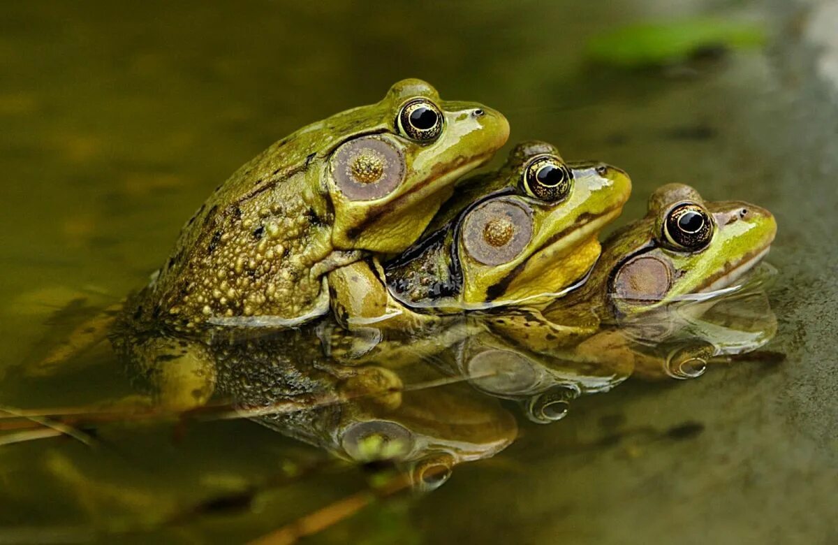 Травяная лягушка не плавает. Спаривание жаб. Время жабы. Лягушка прыгает. Зомби жаба футурама.