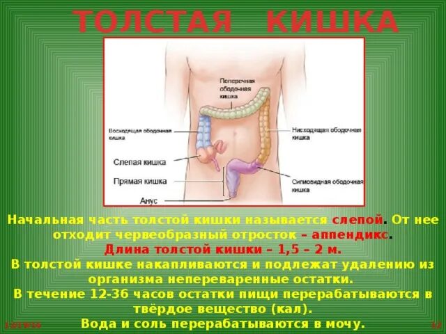 Начальная часть толстой кишки. Начальная часть Толстого кишечника. Длина Толстого кишечника. Какой длины толстая кишка