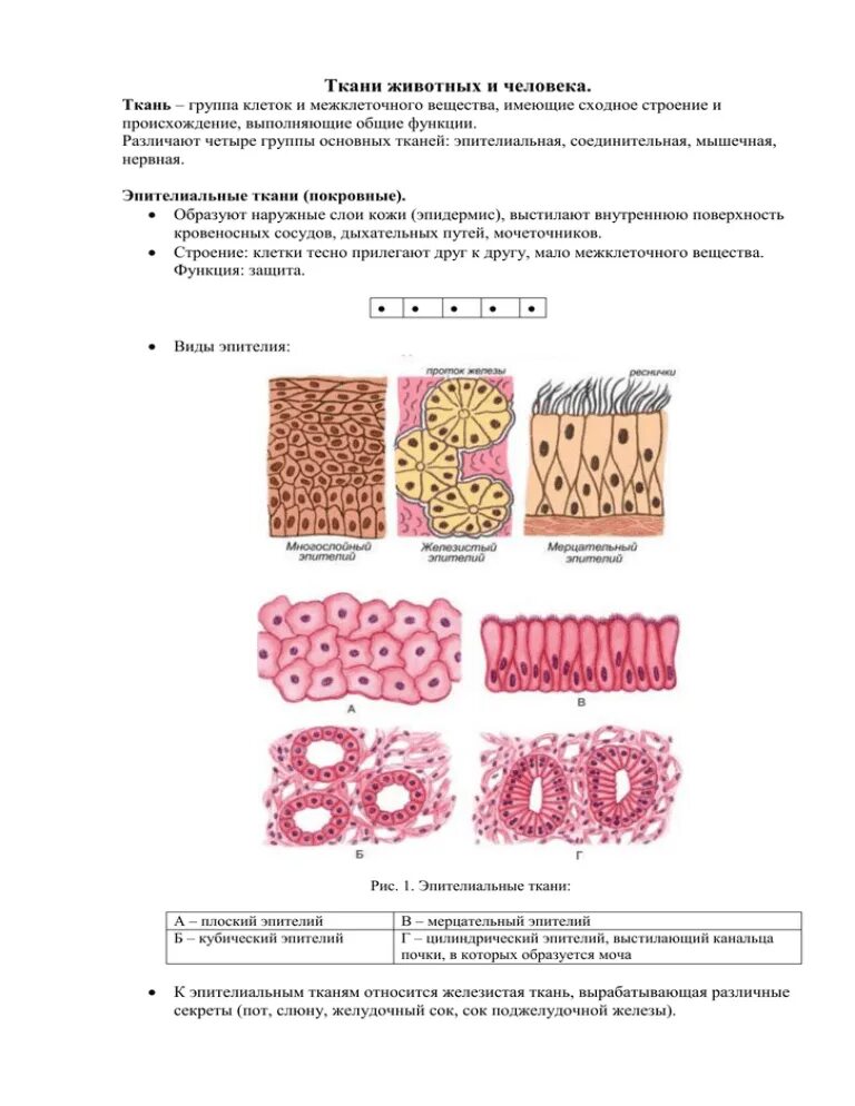 Строение ткани эпителиальной ткани. Строение эпителиальной ткани человека 8 класс биология. Строение эпителиальной клетки схема. Строение и функции эпителиальной и соединительной ткани.