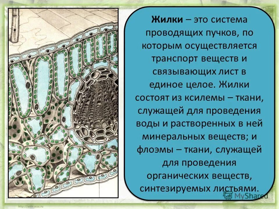 Какой тканью представлены жилки. Жилка состоит из. Строение жилки листа. Жилки листа состоят из. Жилка листа состоит.