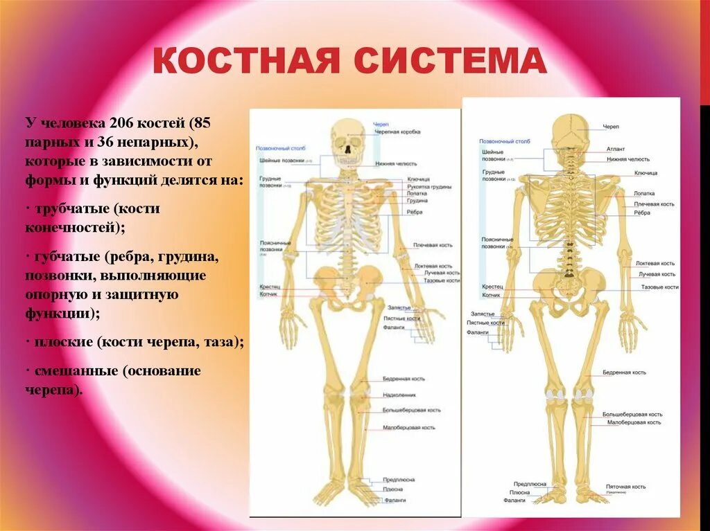 Костная система человека. У человека 206 костей. Парные и непарные кости человека. Основные функции организма. Парной костью являются