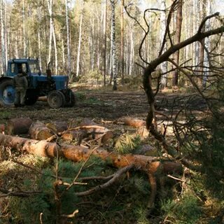 Сбор валежника в 2024