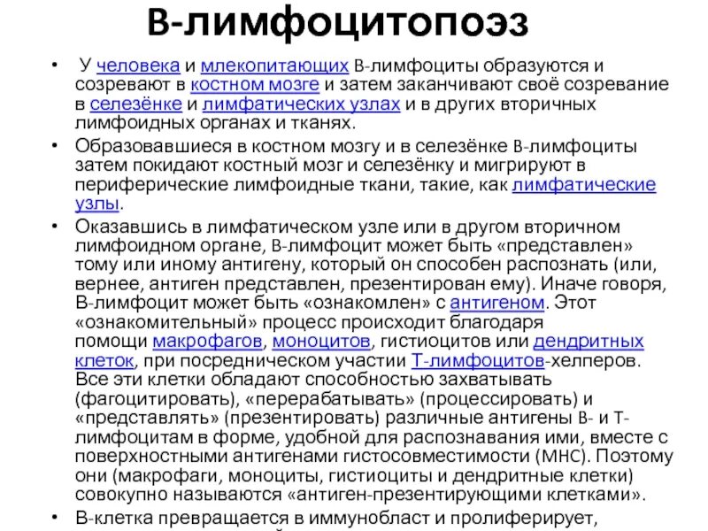 Созревание т лимфоцитов происходит в