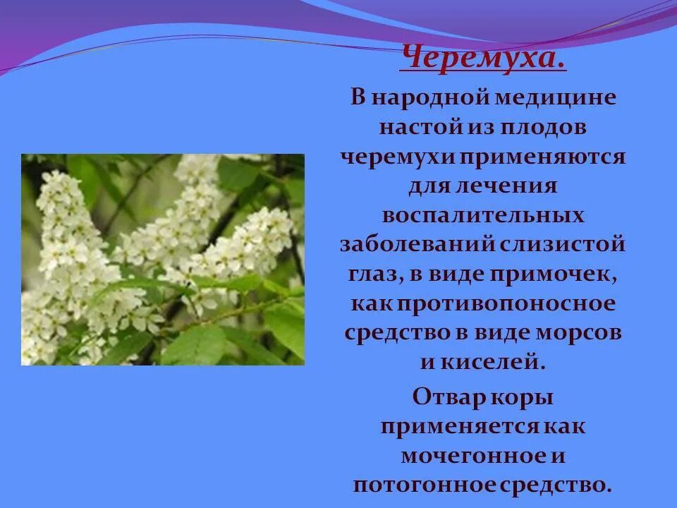 Черемуха обыкновенная характеристика. Черемуха лекарственное растение. Чем полезна черемуха. Черемуха полезные свойства. В каком месяце черемуха