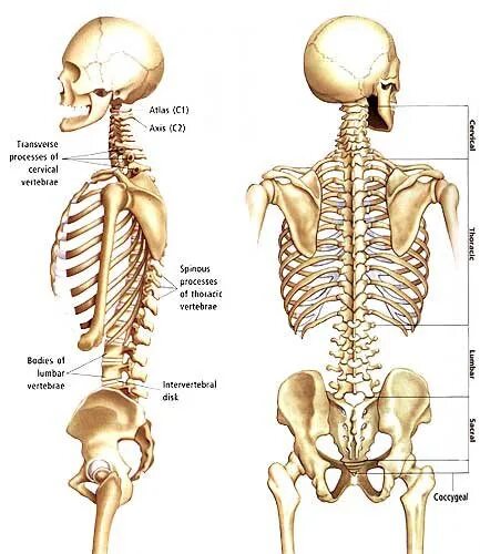 Анатомия спины кости. Поясница скелет. Скелет со спины.