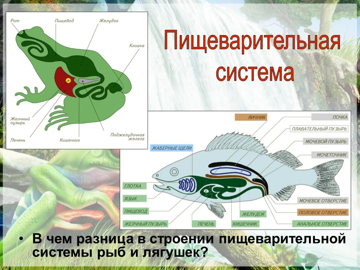 Земноводные пищеварительная система таблица. Строение пищеварительной системы амфибий. Пищеварительная система земноводных отличается от рыб. Пищеварительная система амфибий таблица.