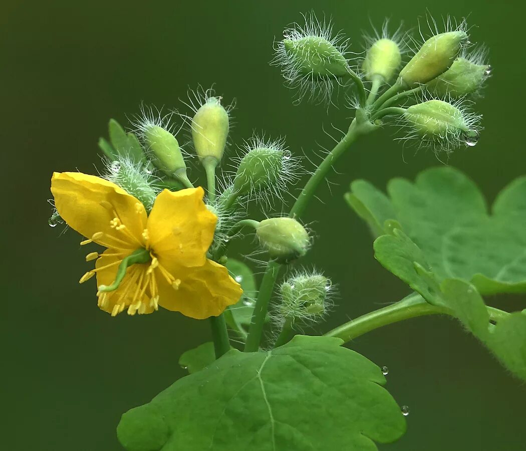 Семена чистотела. Чистотел Chelidonium majus. Чистотел большой (Chelidonium majus l.). Chelidonium majus - Papaveraceae. Чистотел соцветие.