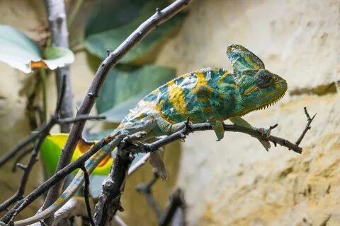 Дикий хамелеон