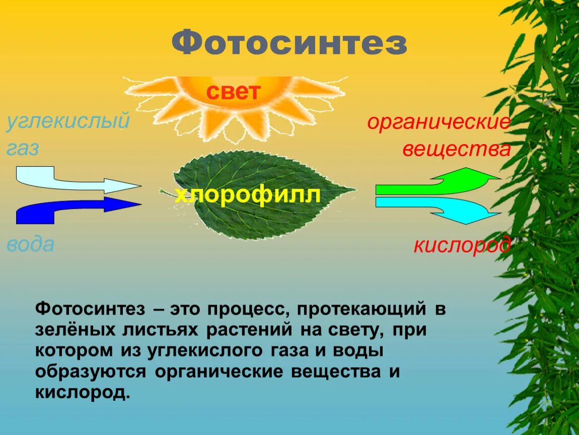 Фотосинтез. Фотосинтез растений. Процесс фотосинтеза. Процесс фотосинтеза у растений. В листьях часть воды используется в процессе