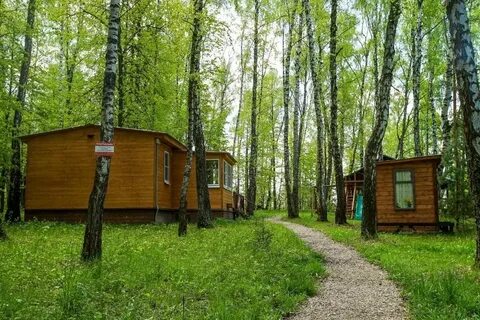 Березовая роща таруса