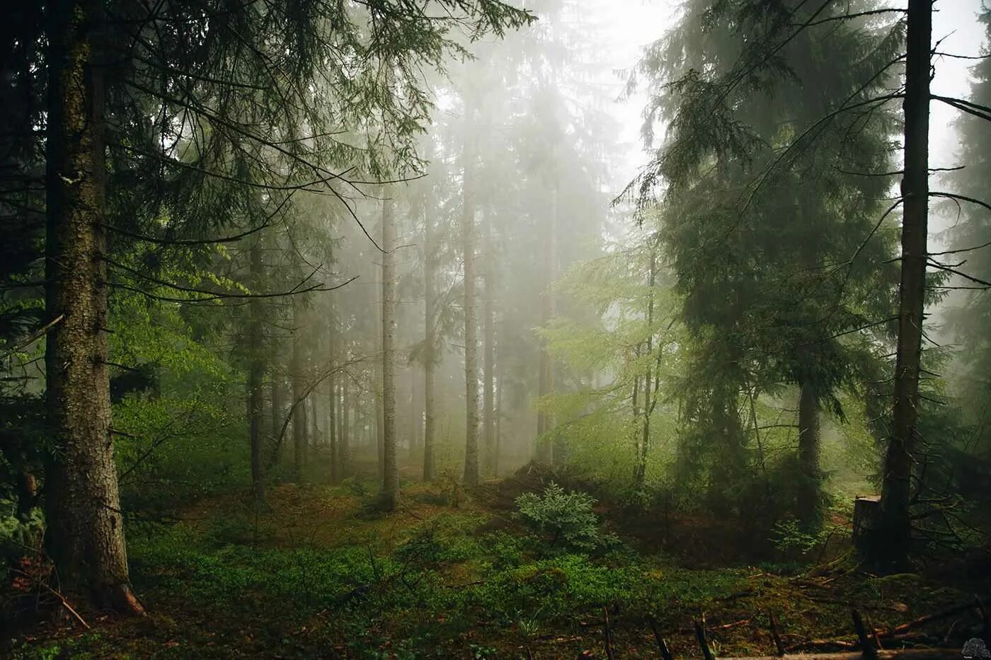 Глаза в лесу. Загадочные места природы. Глаза в лесу. Отражение в зелёных глазахглазах. Темный лес абстракция.