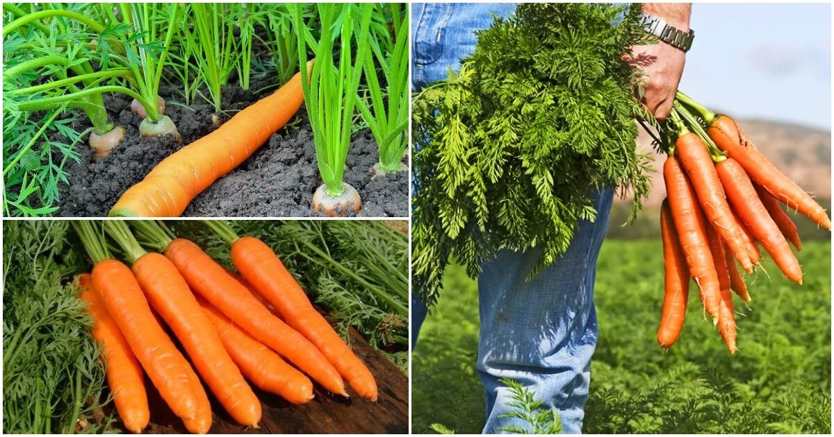 Как вырастить хорошую морковь в открытом грунте. Нантская морковь батва. Морковь на грядке. Морковь в огороде. Морковь растет на грядке.