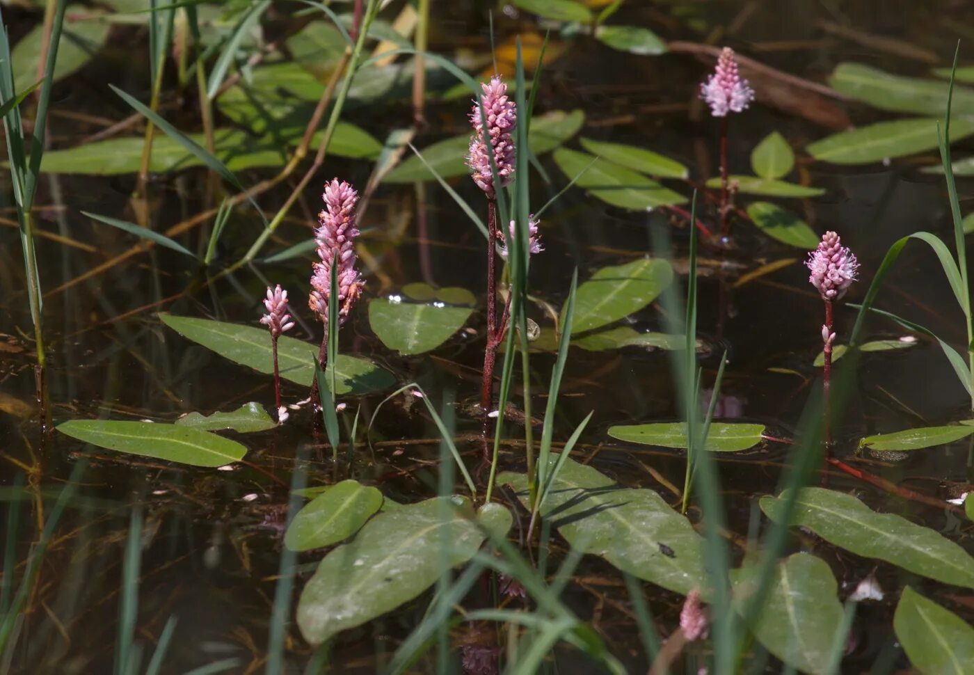 горец земноводный (persicaria). река горец. горец земноводный (persicaria). река горец. гречиха земноводная.