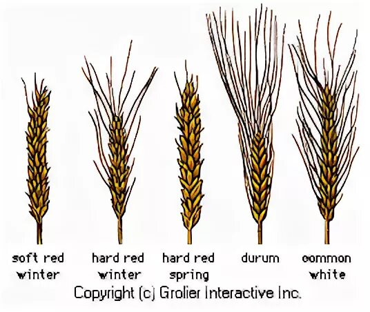 Пшеница семейство. Строение колоса яровой пшеницы. Семейство злаковые строение листа. Лист пшеницы. Тип листа пшеницы.