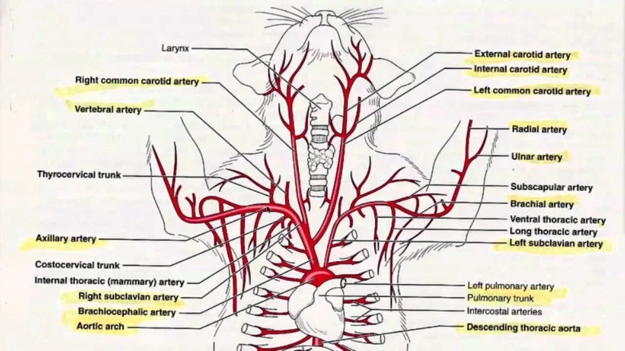 Наружная Сонная артерия анатомия схема. Внутренняя Сонная артерия анатомия схема. Где находится Сонная артерия у собаки. Сонная артерия у собаки анатомия. Статья артерия жизни по дну чего