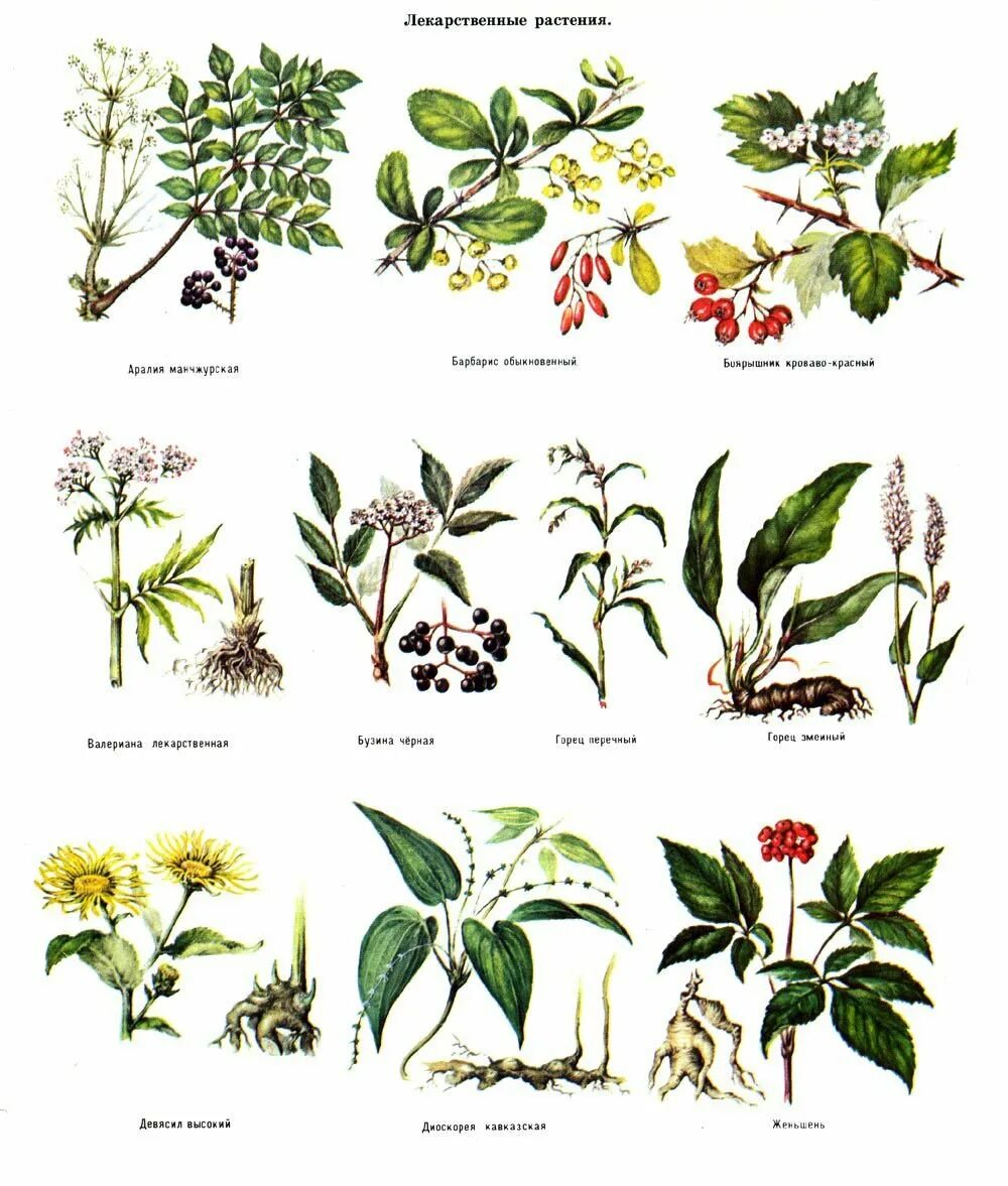 Травянистое растение 3 буквы. Лекарственные растения. Травы названия. Различные лекарственные растения. Лекарственные растения и их названия.