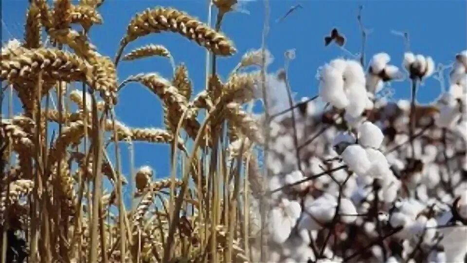 Хлопок и пшеница. Pshenitsa Узбекистан. Зерно хлопка. Сельское хозяйство Узбекистана.