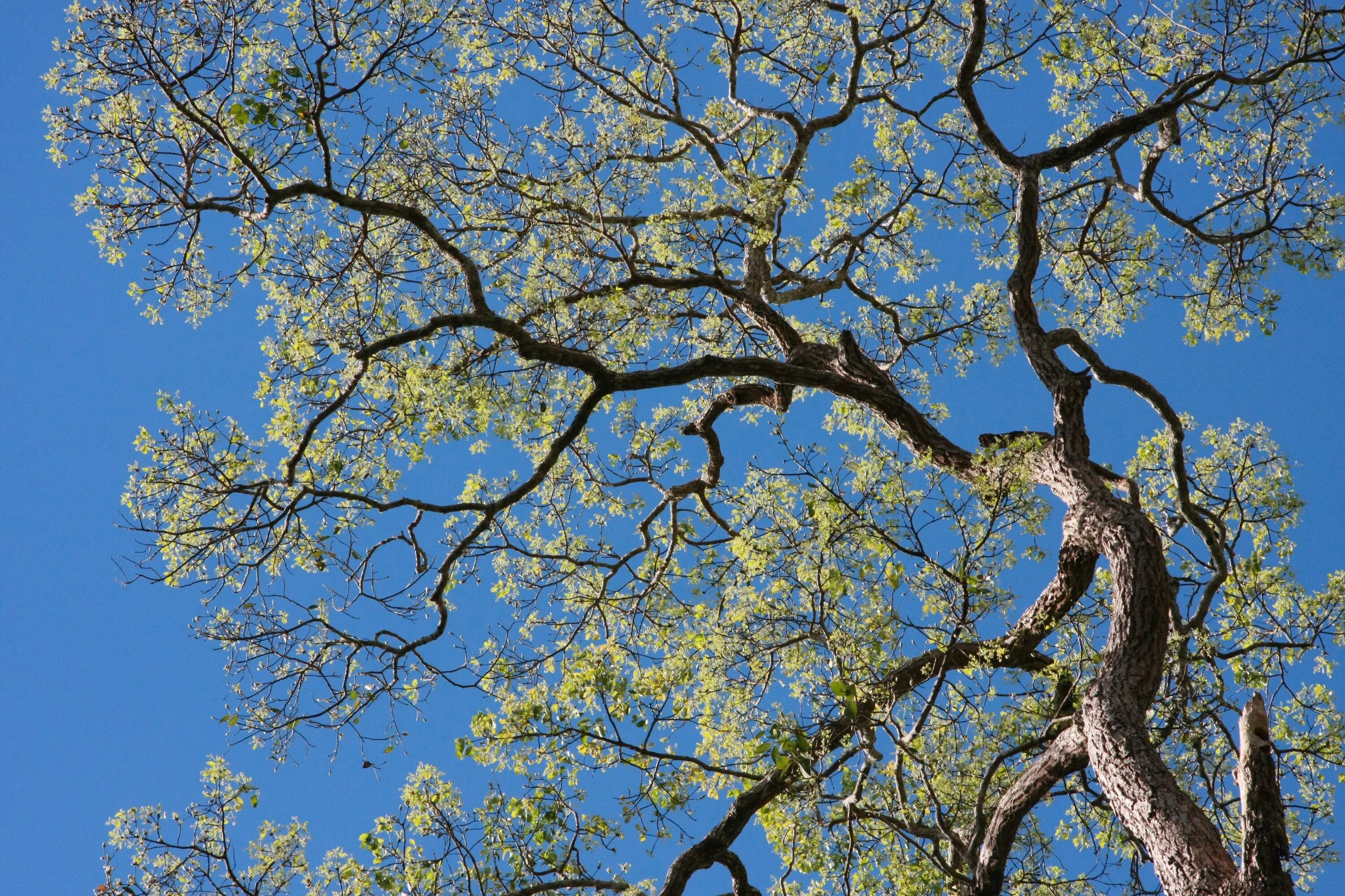 Tree like