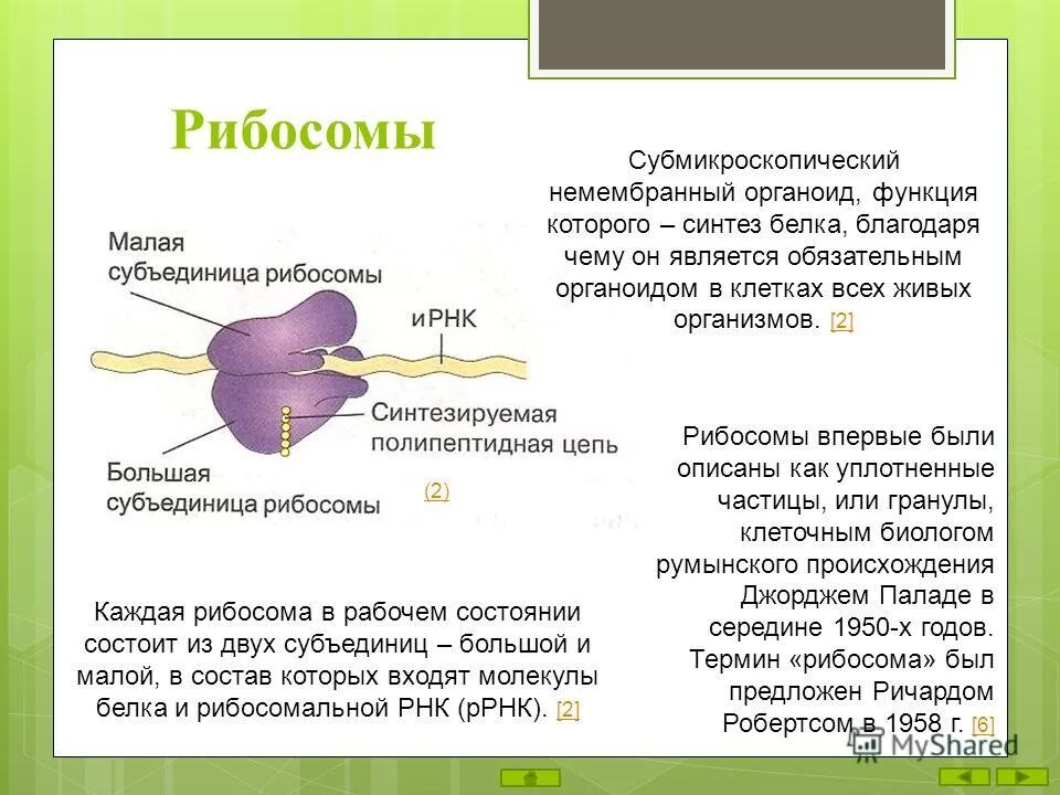 Взаимосвязь митохондрий и рибосом