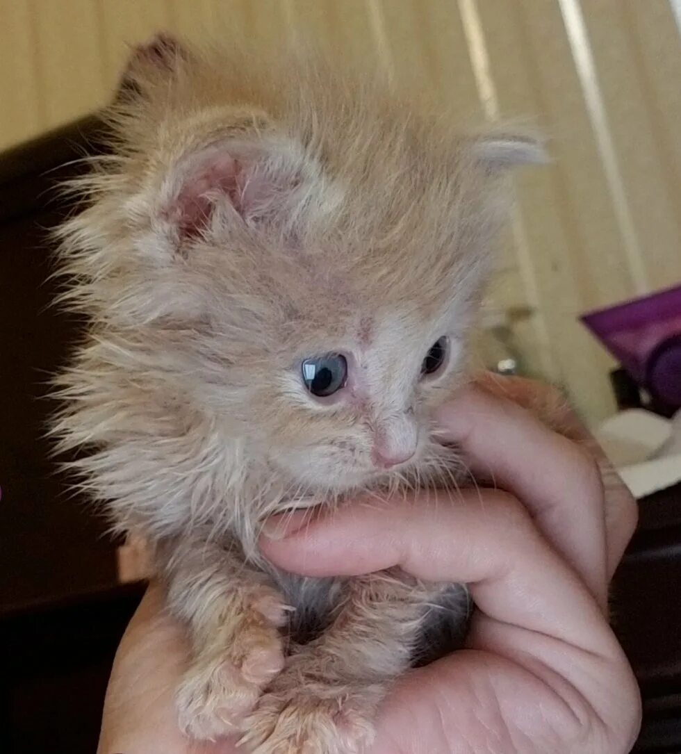 Кошки которые не растут. Кошечки которые не растут. котята которые не растут. маленьких котят которые не растут. маленьких котят которые растут.