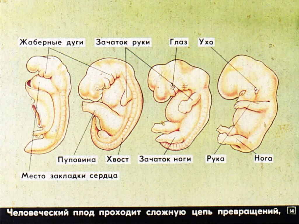 Развитие организма после рождения. Индивидуальное развитие человека. Индивидуальное развитие организма человека. Развитие организмов схема. Индивидуальное развитие организма схема.