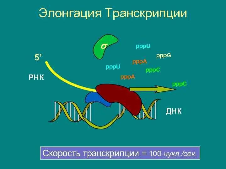 Элонгация транскрипции. Элонгация. Элонгация биология. Элонгация при транскрипции. Элонгация схема.