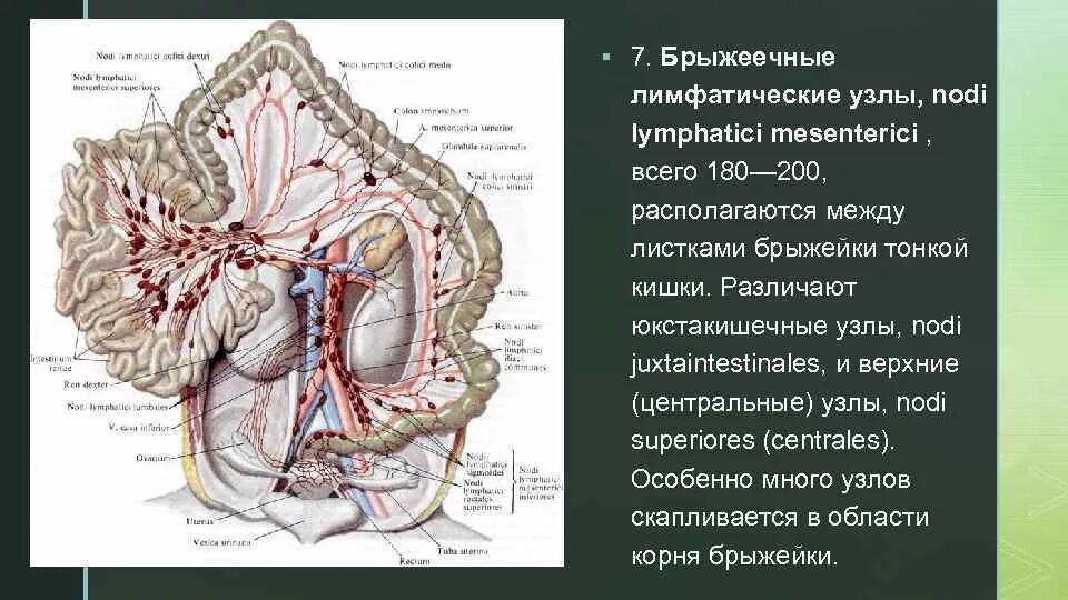 Лимфатические узлы брыжейки кишечника. Лимфоузлы брыжейки кишечника. Лимфоузлы брыжейки тонкой кишки. В узлы корня брыжейки тонкой кишки. Подвздошная лимфаденопатия