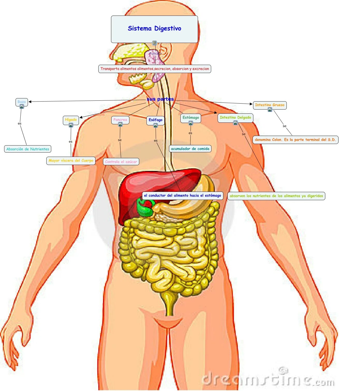 Органы человека с ребрами. Атлас ЖКТ человека. ЖКТ человека строение с ребрами. Атлас системы пищеварения человека-. Анатомия ЖКТ человека в картинках.