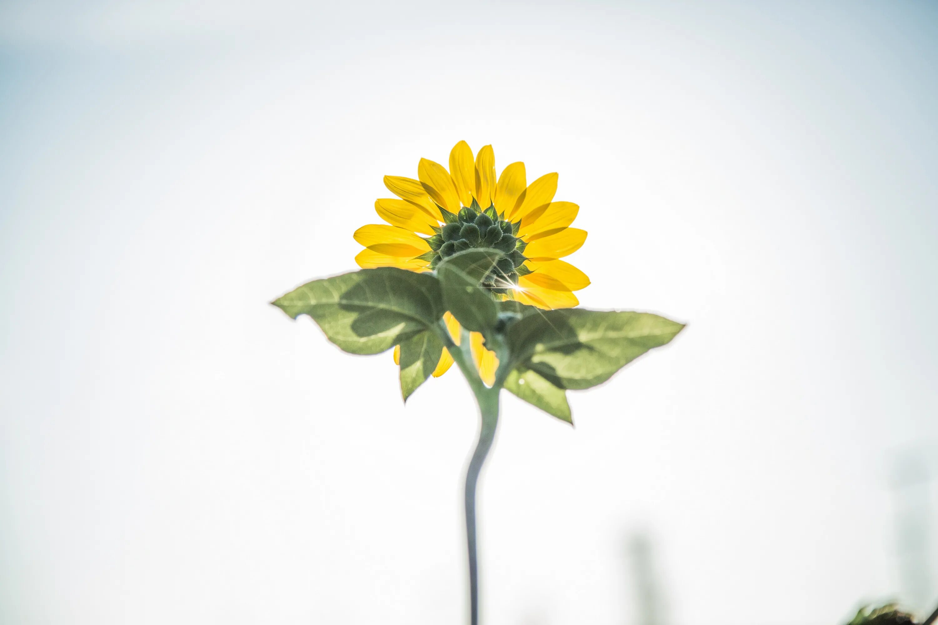 Подсолнух на белом фоне. Увядший подсолнух картинки. Sunflower minimalism. Лепестки подсолнуха Life Gallery.