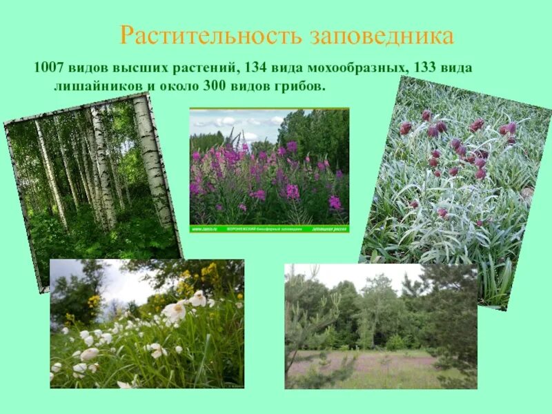 Растительность воронежского края. Растительный мир воронежской област. Растительность воронежского края. Воронежский заповедник растения. Воронежский природный биосферный заповедник растения.