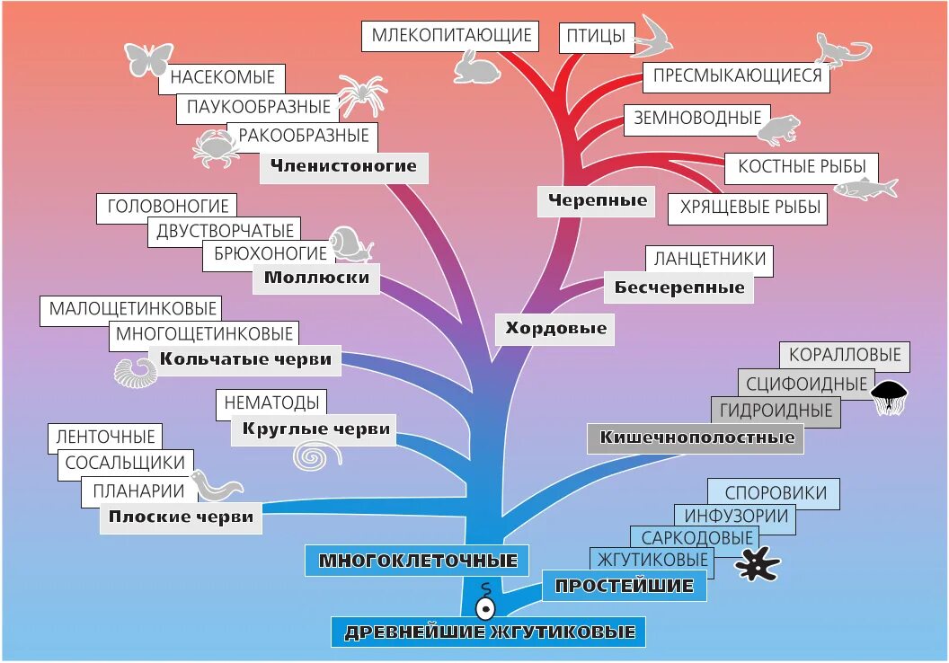 Эволюция древа 178. Классификация многоклеточных животных. Систематика царства животных многоклеточных. Царство животных классификация многоклеточных. Царство животные классификация 5 класс биология.