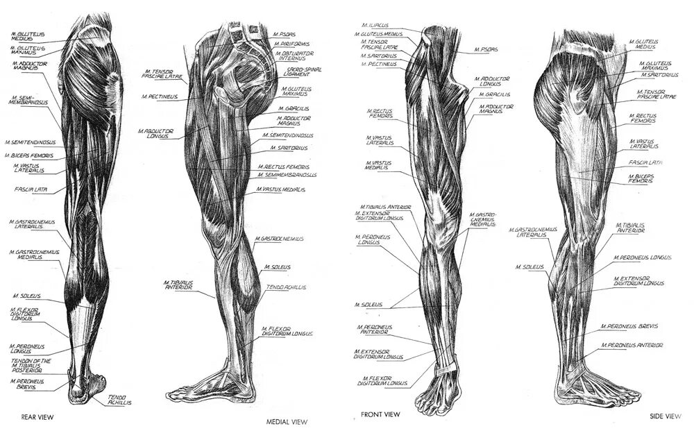 Строение ноги до колена. Мышцы нижней конечности анатомия строение. Мышцы нижних конечностей человека анатомия. Строение мышц нижних конечностей. Схема мышц нижних конечностей человека.