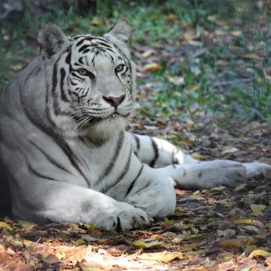 Какой тигр белый. Бенгальский тигр. Белый тигр и бенгальский тигр. Суматранский Амурский бенгальский тигр. Белый бенгальский тигр.