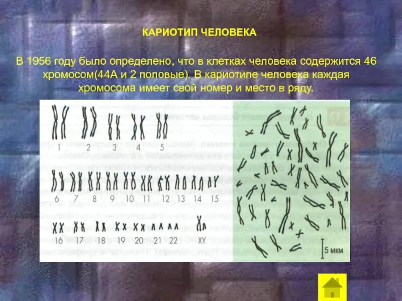 Кариотип человека определяют. Нормальный кариотип человека 46 хромосом. Хромосомный набор кариотип человека. Кариотип здорового человека. Хромосомы кариотип.