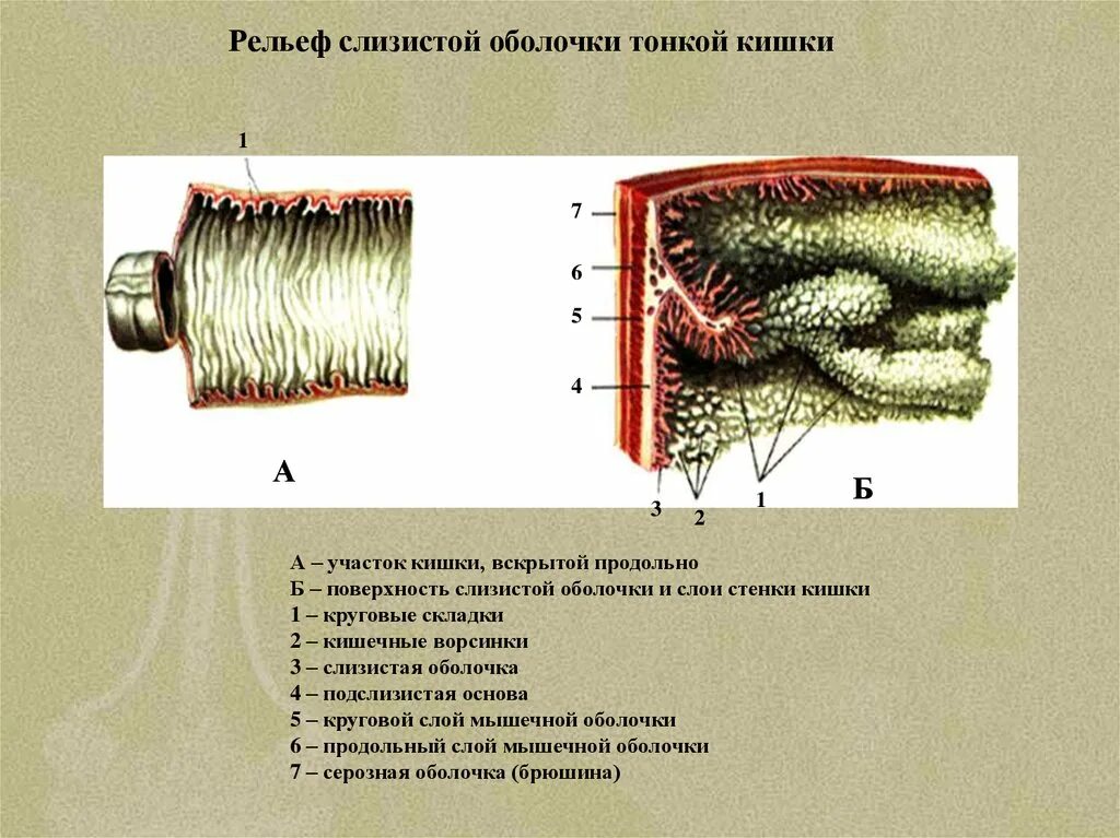 Складки слизистой продольно. Структура слизистой тонкого кишечника. Слизистая оболочка тощей кишки образует складки:. Строение слизистой оболочки тонкого кишечника. Складки слизистая оболочка тонкой кишки.